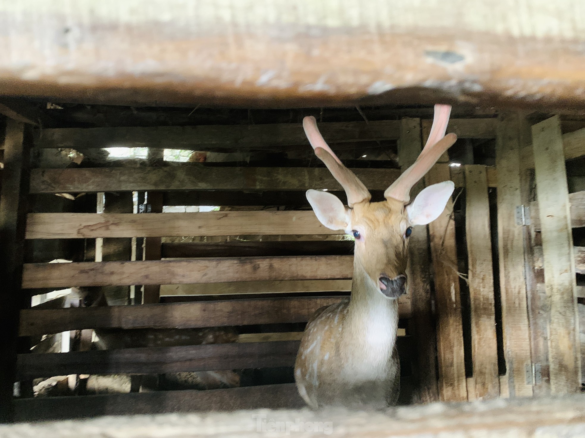 Kiếm bộn tiền từ nghề cắt lộc nhung hươu - Ảnh 1