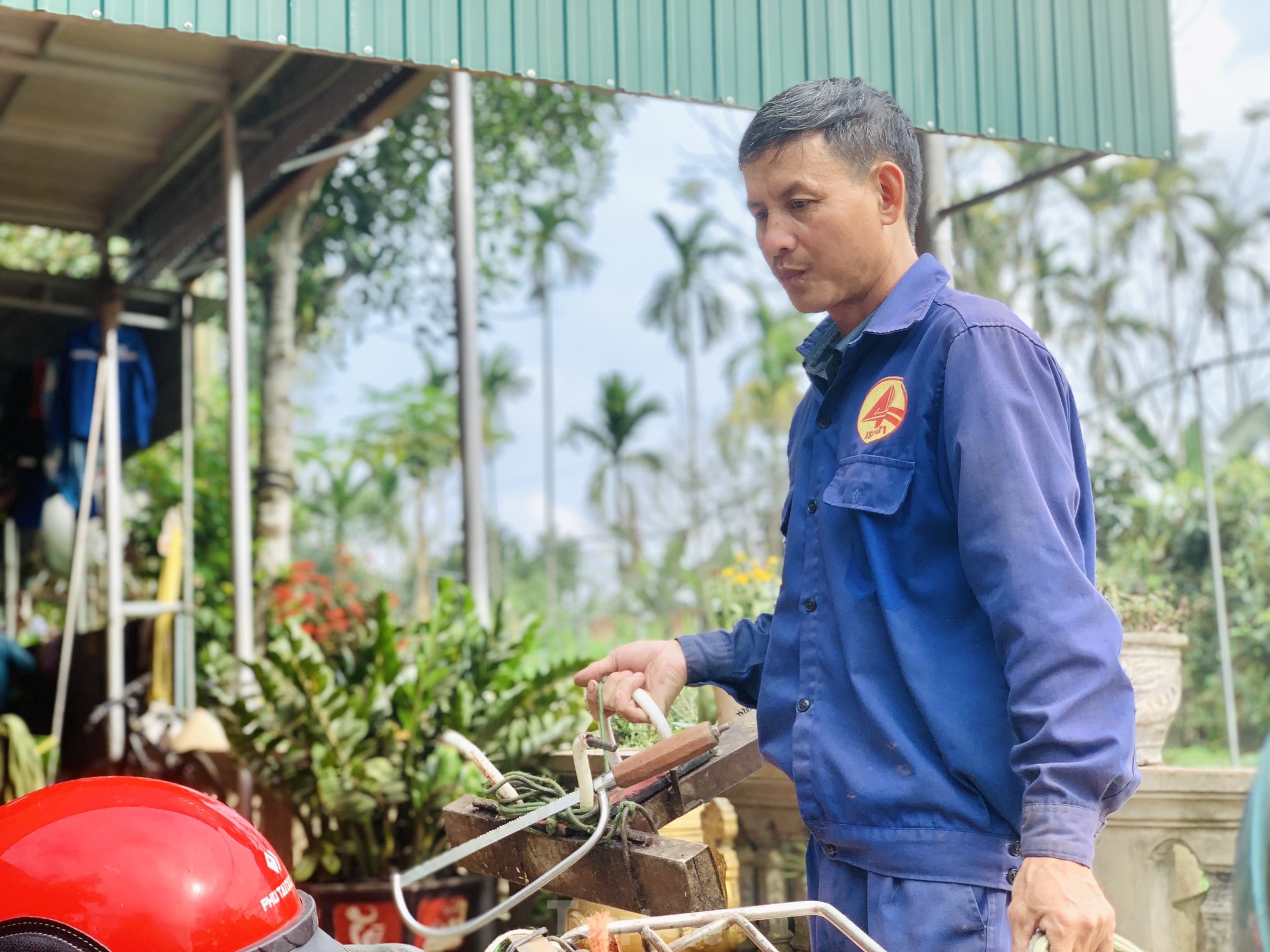 Kiếm bộn tiền từ nghề cắt lộc nhung hươu - Ảnh 2