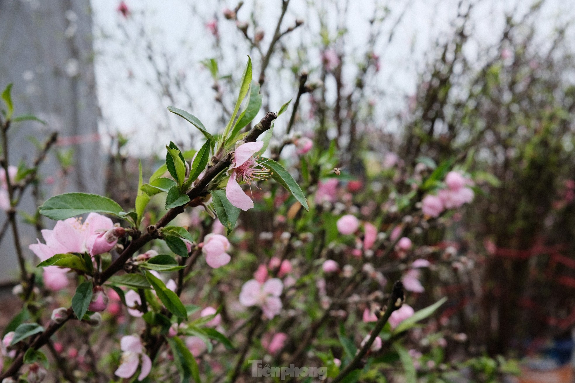 Xả đào kịch sàn sau Tết, tiểu thương vẫn ngán ngẩm lắc đầu - Ảnh 3