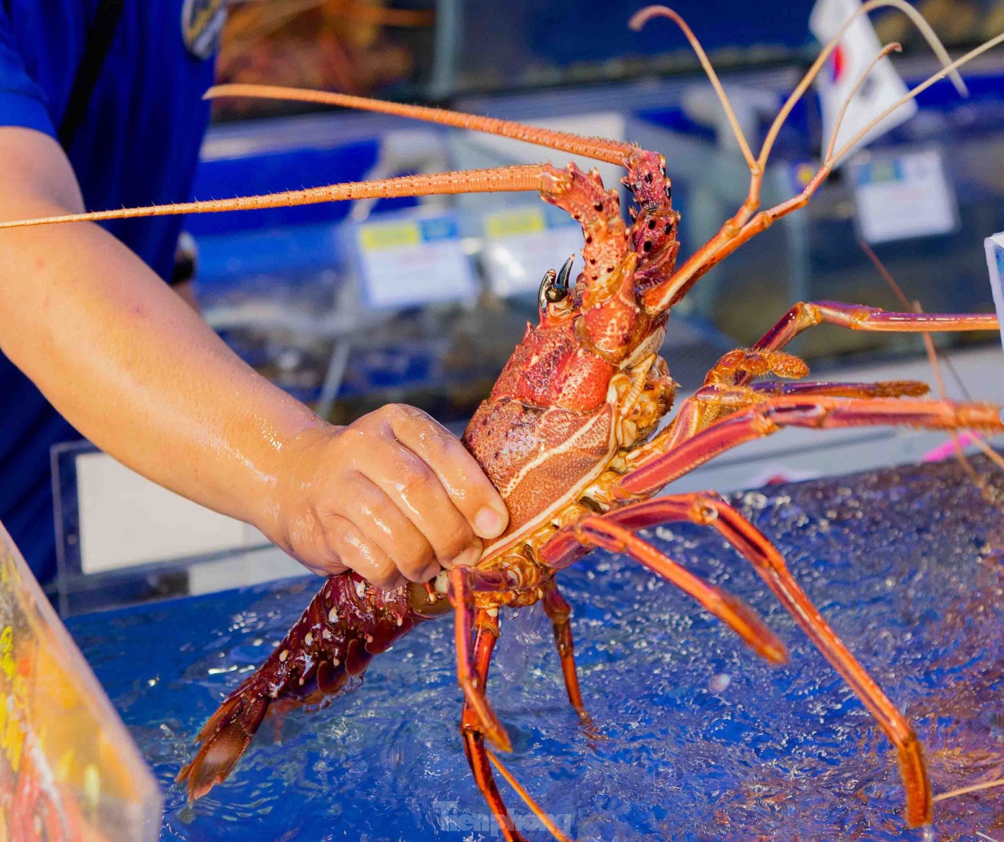 Hải sản đắt hàng, giá trứng thịt bất ngờ đảo chiều - Ảnh 9