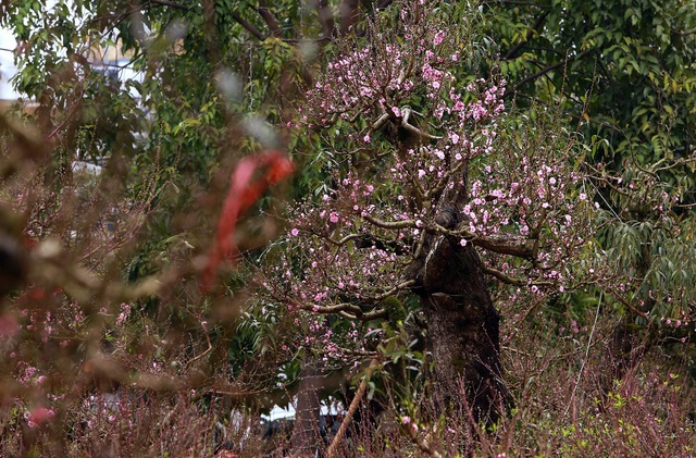 Ngắm "cụ" đào hơn 100 năm tuổi ở chợ Tết Thanh Hóa - Ảnh 2
