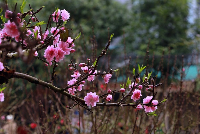 Ngắm "cụ" đào hơn 100 năm tuổi ở chợ Tết Thanh Hóa - Ảnh 7