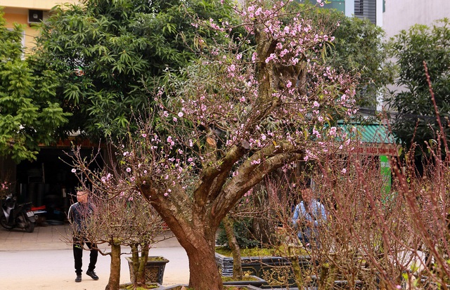 Ngắm "cụ" đào hơn 100 năm tuổi ở chợ Tết Thanh Hóa - Ảnh 1