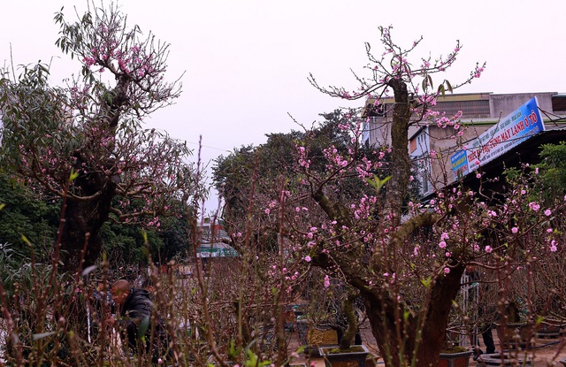 Ngắm "cụ" đào hơn 100 năm tuổi ở chợ Tết Thanh Hóa - Ảnh 3