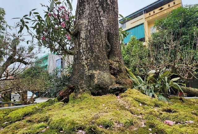 Ngắm "cụ" đào hơn 100 năm tuổi ở chợ Tết Thanh Hóa - Ảnh 8