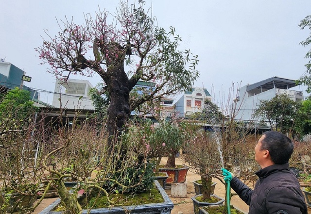 Ngắm "cụ" đào hơn 100 năm tuổi ở chợ Tết Thanh Hóa - Ảnh 10