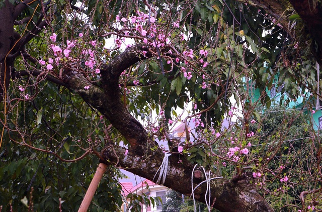 Ngắm "cụ" đào hơn 100 năm tuổi ở chợ Tết Thanh Hóa - Ảnh 4