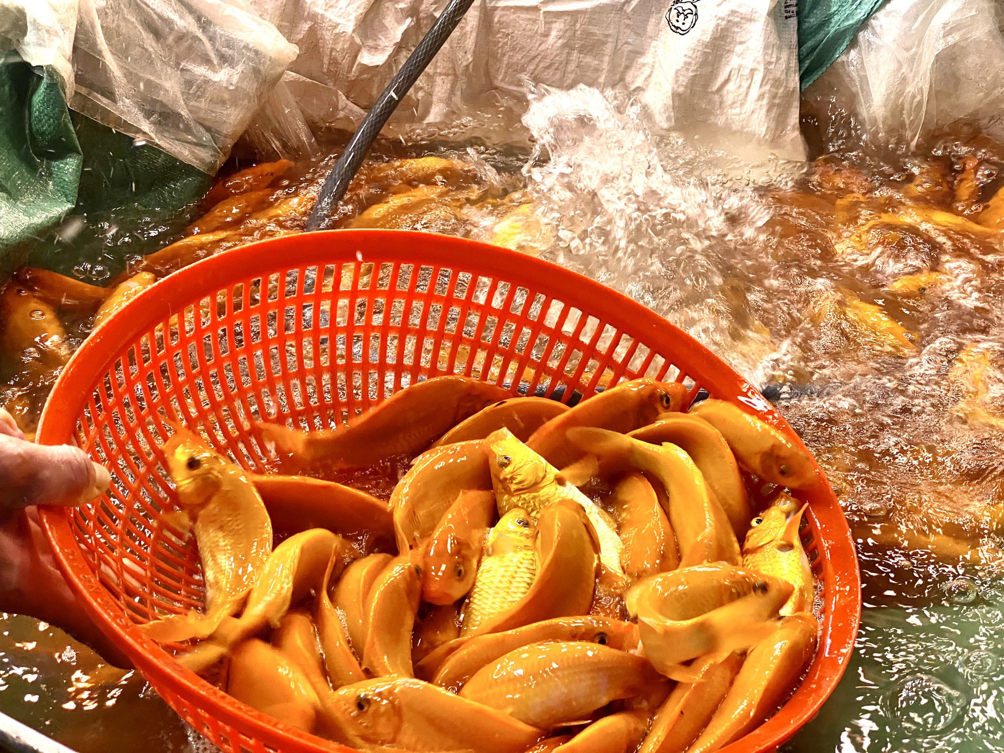 Chợ cá chép cúng ông Táo tại TP HCM đêm khuya nhộn nhịp - Ảnh 6