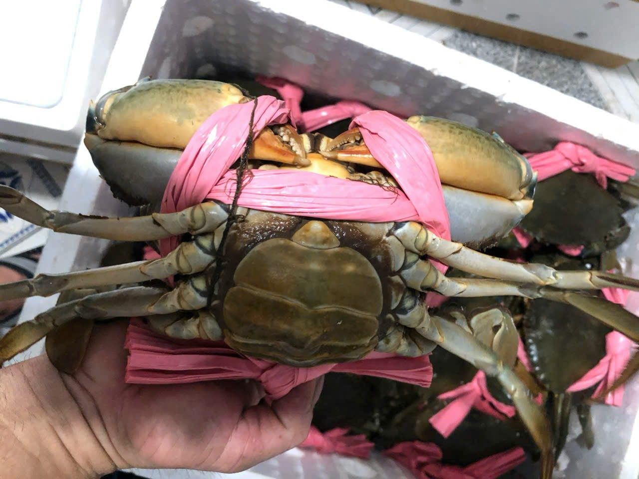 Cua gạch Cà Mau giảm giá 200.000 đồng/kg - Ảnh 1