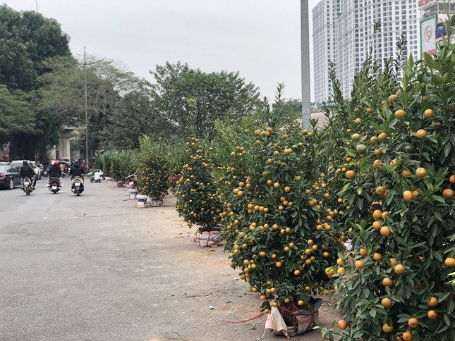 29 Tết: Tiểu thương ngủ gật, đào quất ế chỏng chơ - Ảnh 1