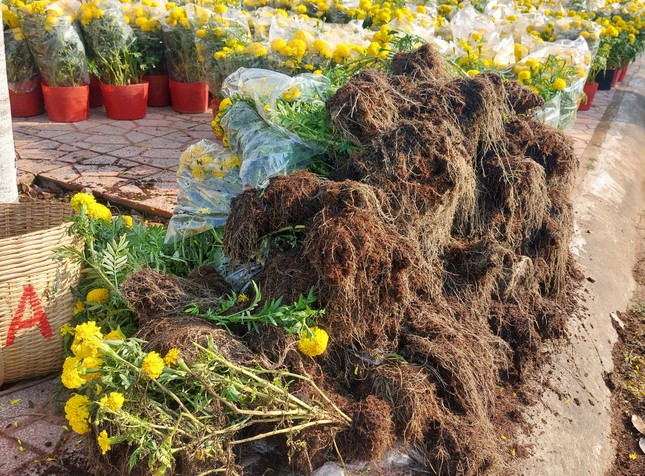 30 Tết, hoa, dưa hấu 'đại hạ giá' vẫn ế - Ảnh 3