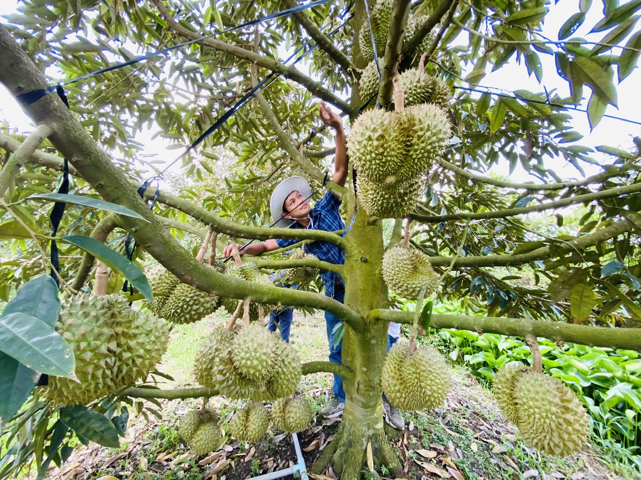 Sầu riêng nghịch mùa thu bạc tỉ dịp Tết - Ảnh 1