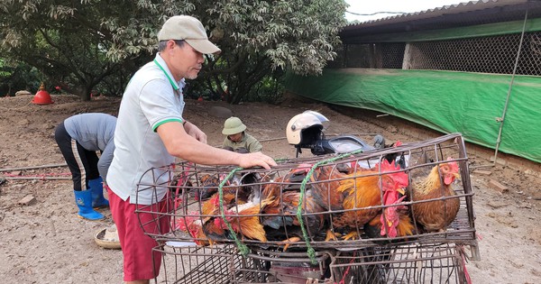 Nuôi gà cúng, gà lễ ở Hải Dương, bán cho dân ăn Tết, ông nông dân Chí Linh lãi 200 triệu