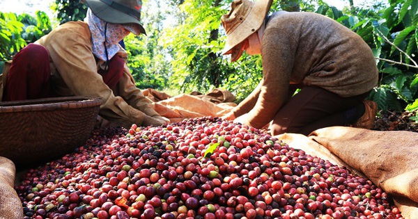 Giá cà phê tăng chóng mặt, chỉ đích danh loạt doanh nghiệp hưởng lợi