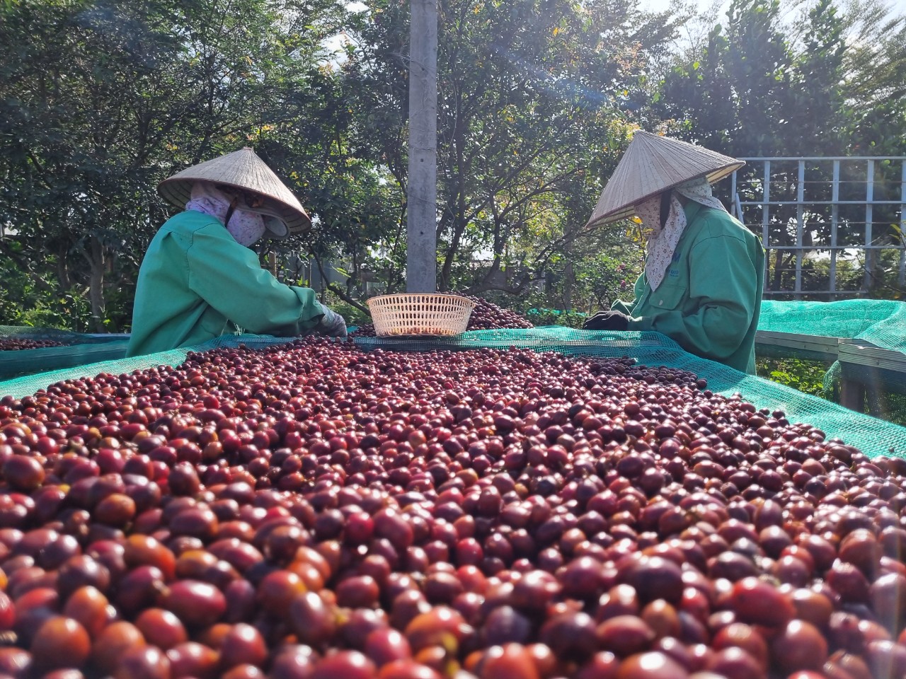 Nỗ lực xuất khẩu cà phê đạt 5 tỉ USD - Ảnh 1