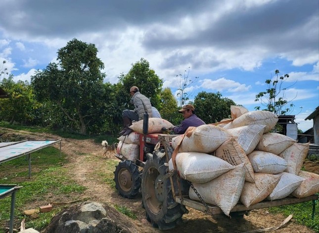 Doanh nghiệp lao đao với giá cà phê trong mơ - Ảnh 2