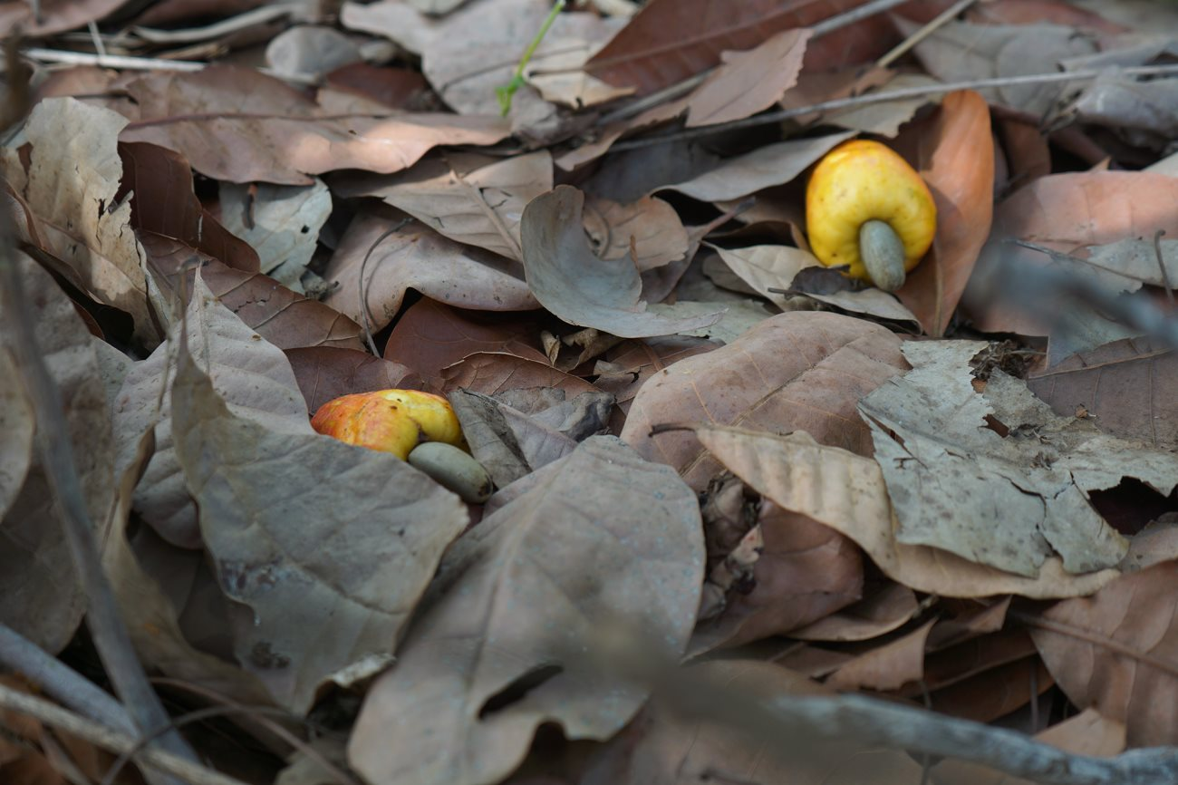 Xuất khẩu số 1 thế giới nhưng Việt Nam vẫn ồ ạt nhập loại hạt này từ Indonesia: sản lượng tăng hơn 400%, có khả năng chống ung thư và tiểu đường - Ảnh 1