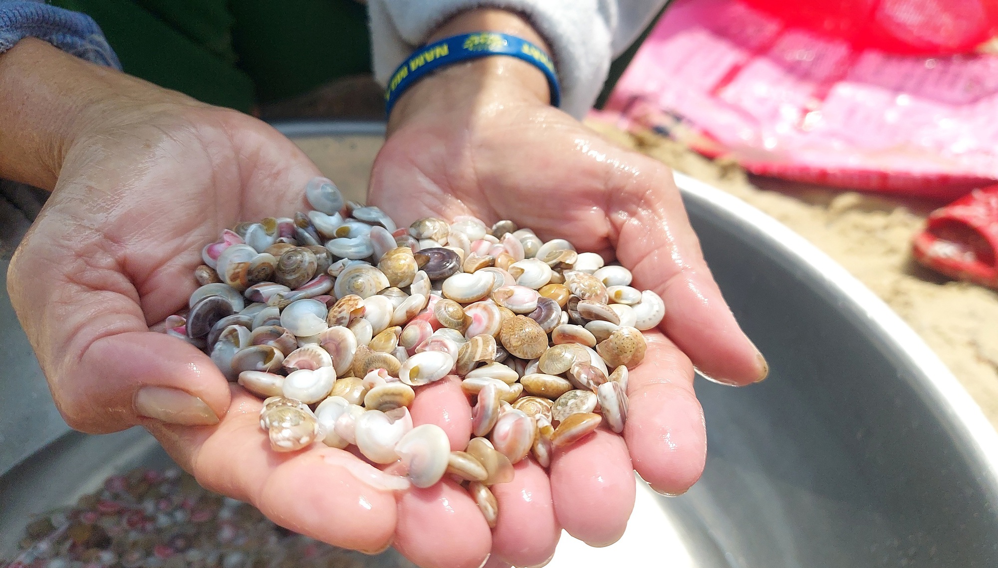 Cào ốc chép kiếm tiền triệu mỗi ngày ở Mỹ Thủy - Ảnh 6