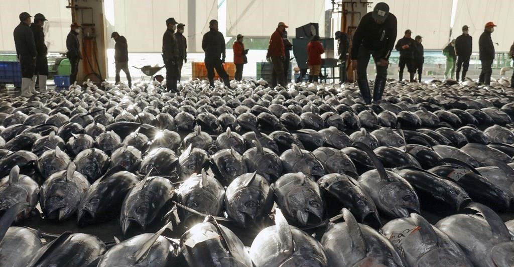 Việt Nam sở hữu bảo bối dưới nước được phương Tây cực 'thèm khát': xuất khẩu tăng phi mã, nằm trong top 3 'ông trùm' thế giới - Ảnh 1