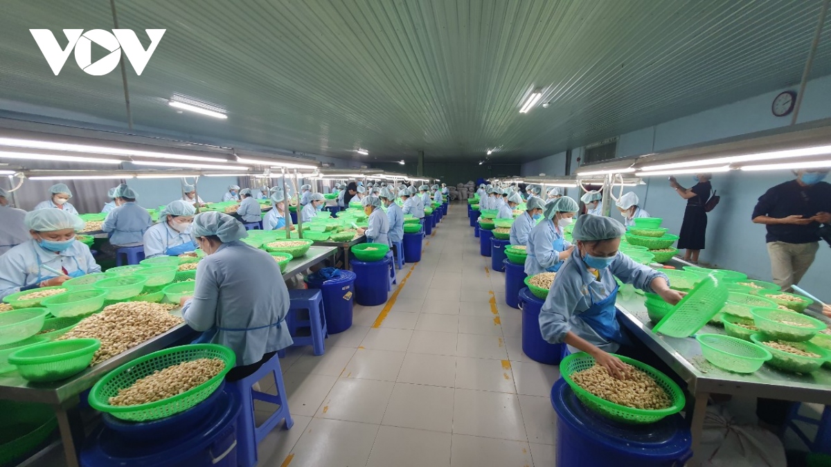 Vị trí số 1 thế giới về xuất nhập khẩu điều của Việt Nam lung lay - Ảnh 3