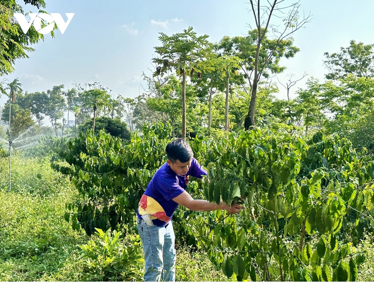 Niềm vui của người trồng cà phê khi giá tăng cao - Ảnh 2