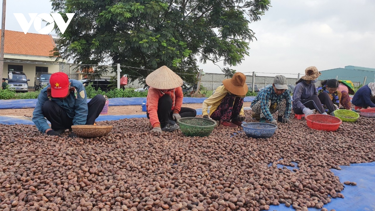 Vị trí số 1 thế giới về xuất nhập khẩu điều của Việt Nam lung lay - Ảnh 4