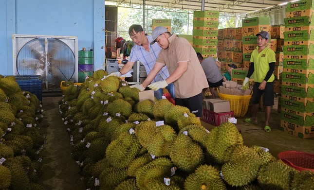 Vụ 30 lô sầu riêng xuất khẩu nhiễm cadimi: Chờ câu trả lời từ Cục Bảo vệ thực vật - Ảnh 1