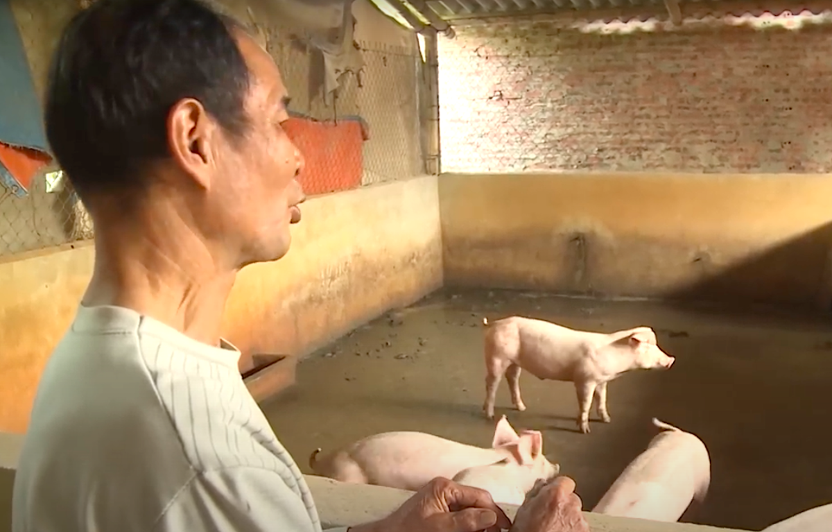 Lo Việt Nam phải nhập siêu sản phẩm chăn nuôi trong 3-5 năm tới - Ảnh 1