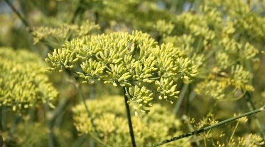 Loại hoa triệu đô cực hiếm có khó tìm trên thế giới: Việt Nam thu gần 8 triệu USD trong 2 tháng đầu năm, Ấn Độ, Trung Quốc mạnh tay săn lùng - Ảnh 1