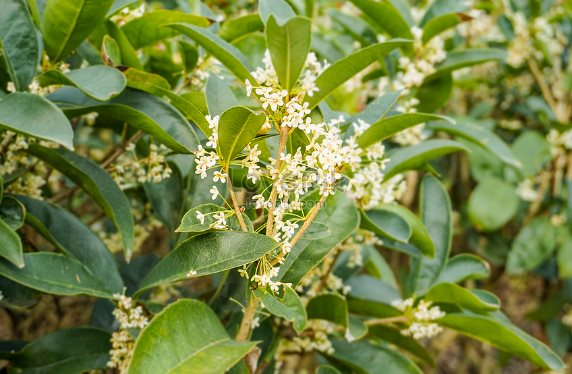 Loại cây gỗ mọc đầy tại Việt Nam lại là báu vật cực quý hiếm của thế giới: Thu về hơn 30 triệu USD trong 2 tháng đầu năm, nước ta vượt Trung Quốc là 'trùm' toàn cầu - Ảnh 1