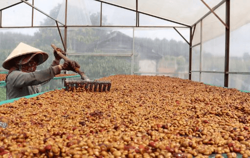 Một mặt hàng đặc sản của Việt Nam được Nhật Bản gom hàng gấp 3 lần trong tháng đầu năm: Châu Âu cực kỳ ưa chuộng, nước ta có năng suất đứng đầu thế giới - Ảnh 1