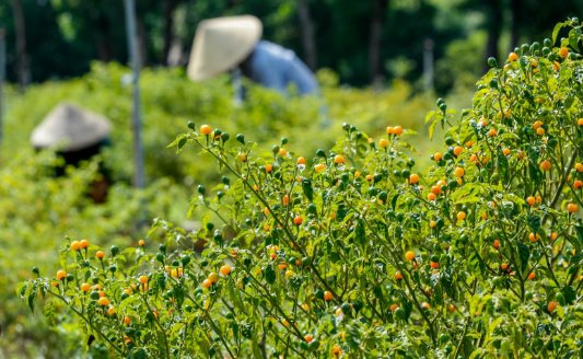 Loại quả '1 vốn 10 lời' được Trung Quốc, Lào ồ ạt tìm mua: Việt Nam có sản lượng hàng trăm nghìn tấn mỗi năm, giá tăng gần bằng sầu riêng - Ảnh 1