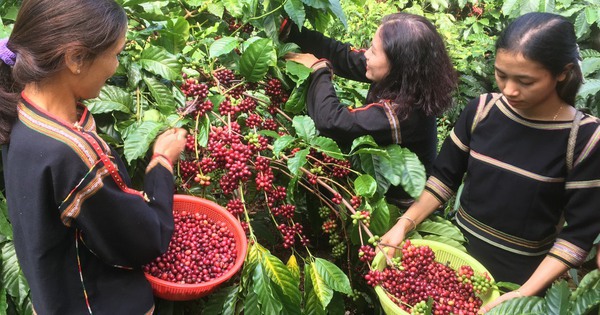 Giá cà phê cao kỷ lục, nông dân thắng lớn