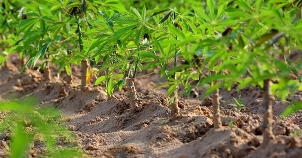 Sản vật tỷ đô dưới lòng đất của VN tiếp tục hốt bạc: Từ gốc đến ngọn đều hái ra tiền, Trung Quốc có bao nhiêu mua bấy nhiêu