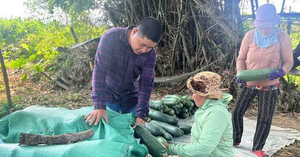 Nông dân lao đao với bí đao