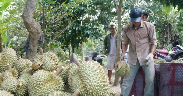 30 lô sầu riêng xuất khẩu nhiễm cadimi: Kim loại nặng này từ đâu ra?