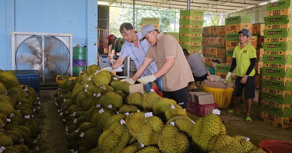 Vụ 30 lô sầu riêng xuất khẩu nhiễm cadimi: Chờ câu trả lời từ Cục Bảo vệ thực vật