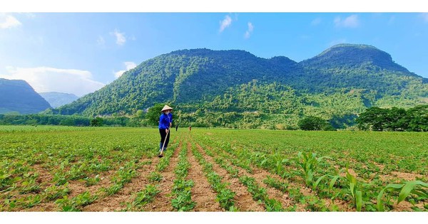 Đậu phộng giống bán cho nông dân Quảng Bình nghi là "giống giả"