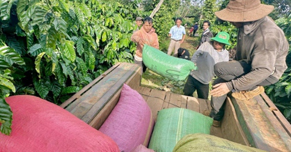 Giá cà phê liên tục tăng cao lại khiến cả chuỗi cung ứng... lao đao