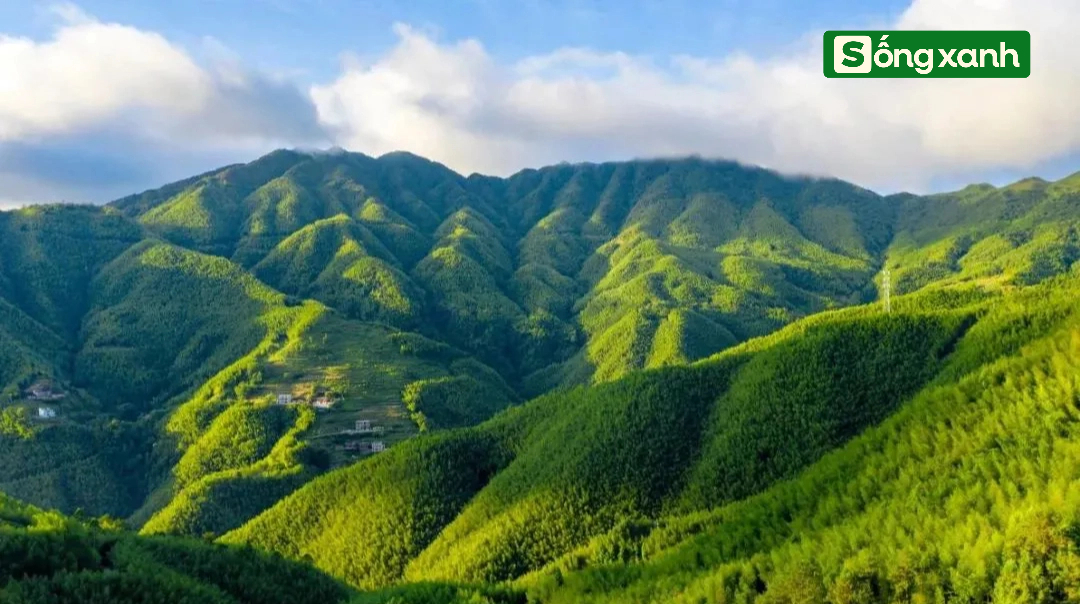 Sở hữu rừng tre dân làng đột nhiên có hơn 1.000 tỷ đồng mỗi năm: Bí quyết nằm ở cách làm đặc biệt - Ảnh 6