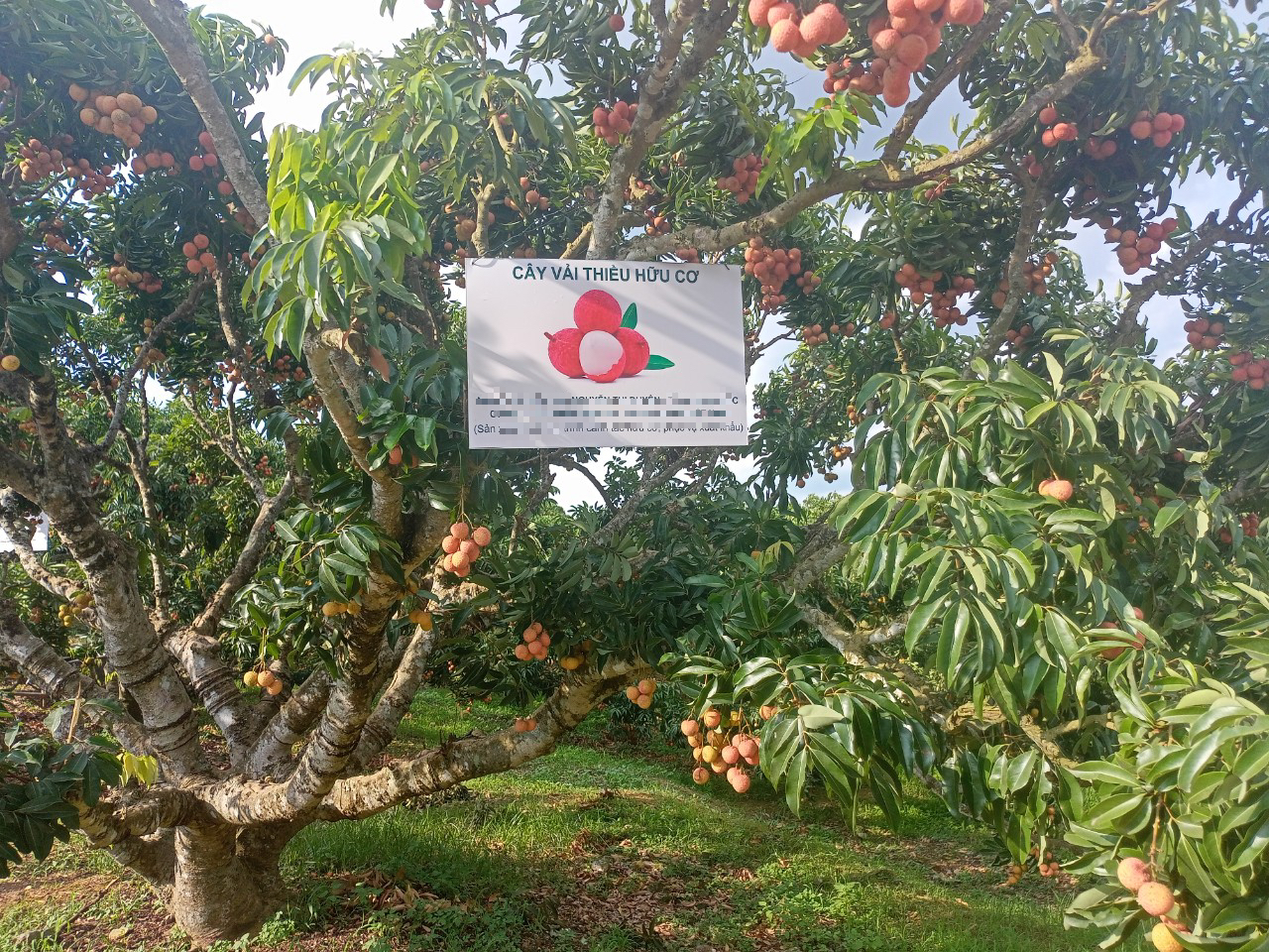 "Thủ phủ" vải thiều lớn nhất Việt Nam lo mất mùa, sản lượng giảm mạnh - Ảnh 2