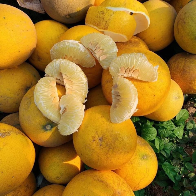 Du khách Tây rối rít cảm ơn khi được người Việt tặng trái cây, bất ngờ khi thử ăn bưởi Việt Nam - Ảnh 6