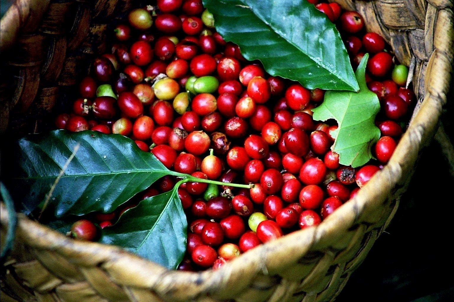 Sau một động thái từ Việt Nam, giá cà phê Robusta lập tức vọt lên cao nhất mọi thời đại - Ảnh 1