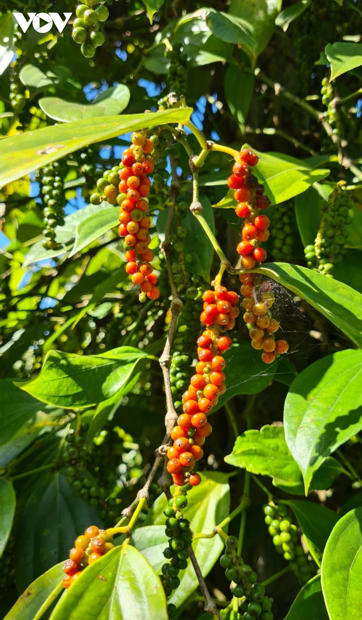 Hồ tiêu lập đỉnh giá, nông dân Gia Lai phấn khởi vào vụ thu hoạch - Ảnh 2