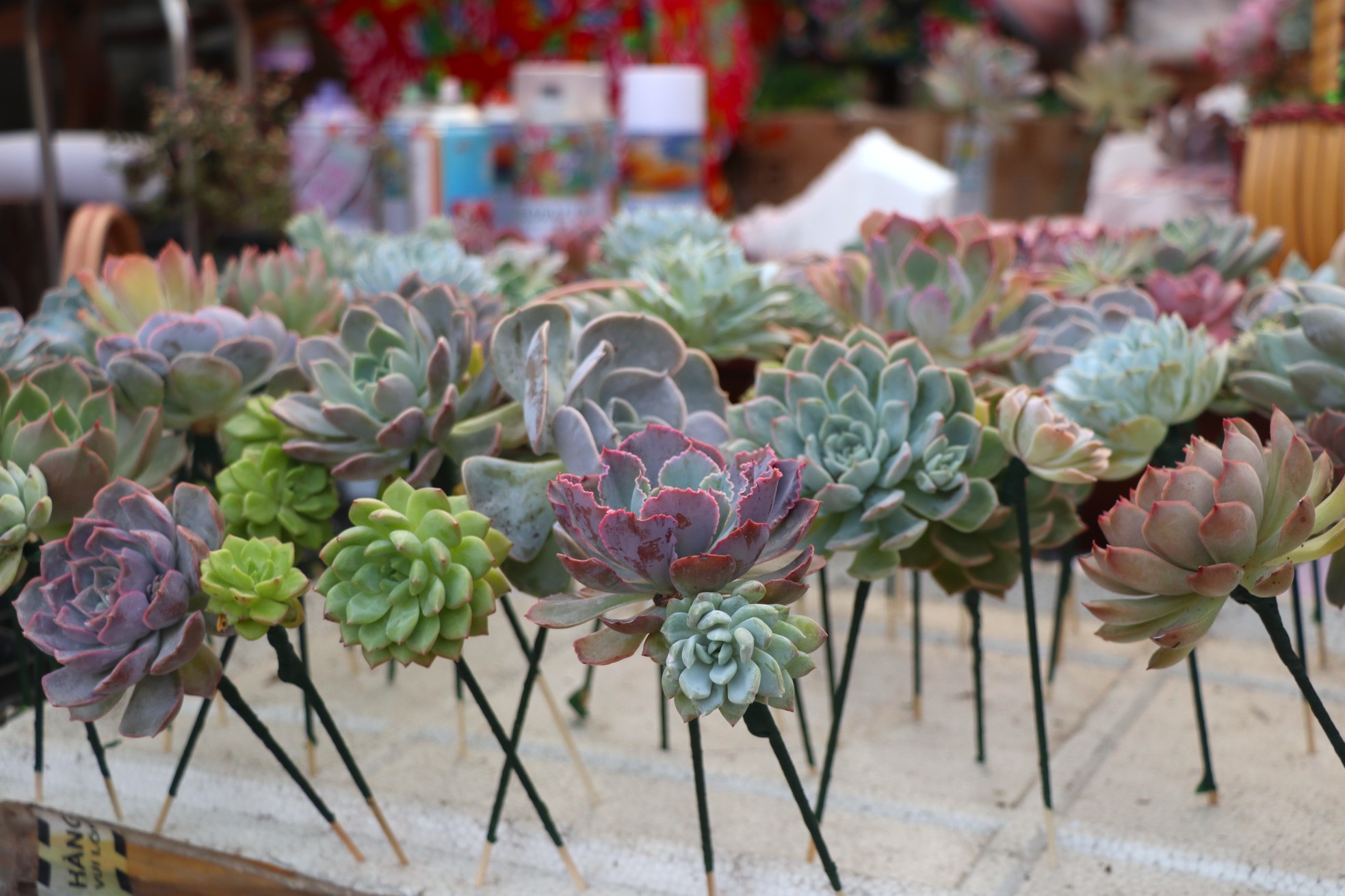 Sen đá lạ mắt hút khách dịp Quốc tế Phụ nữ 8/3 - Ảnh 5