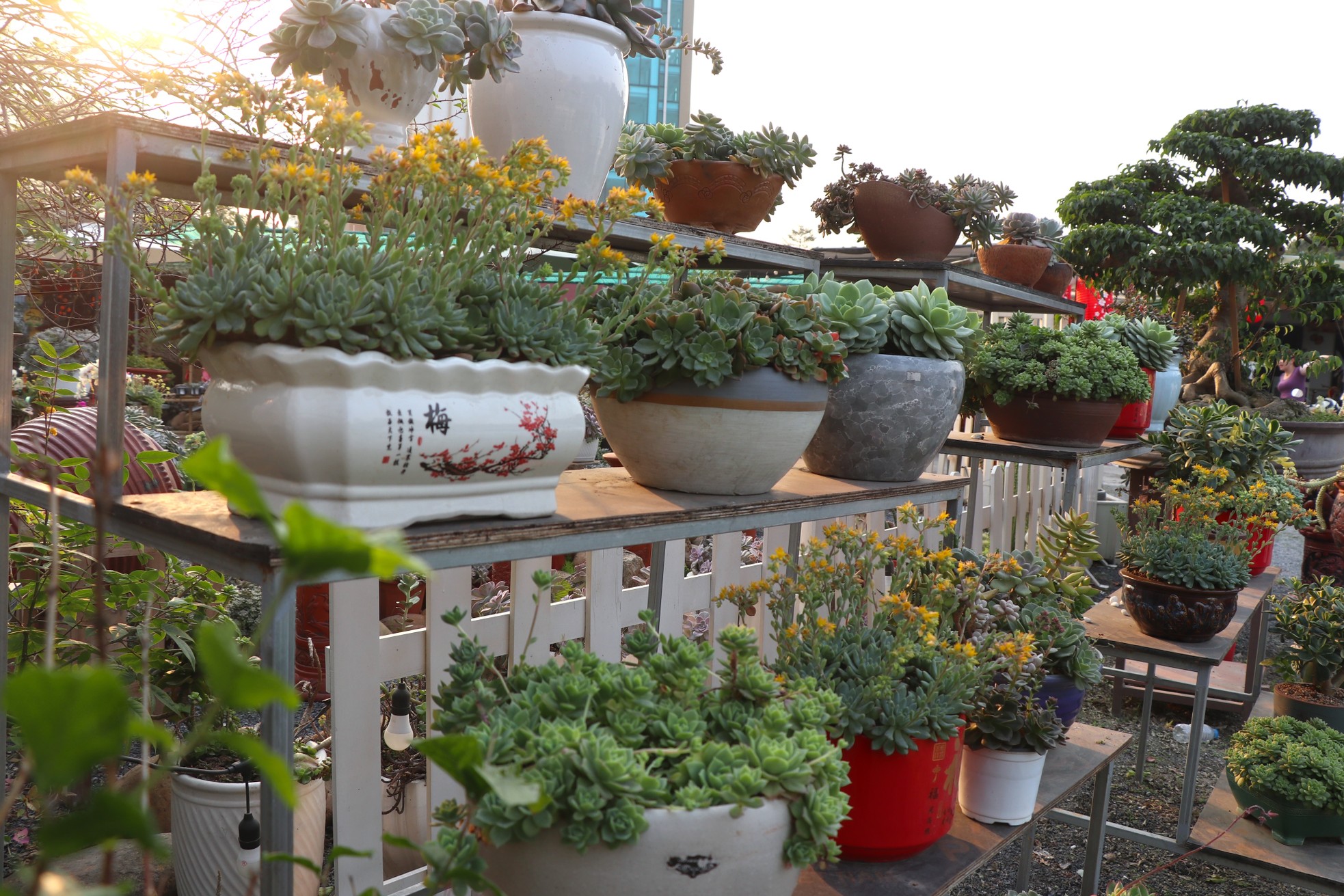 Sen đá lạ mắt hút khách dịp Quốc tế Phụ nữ 8/3 - Ảnh 8