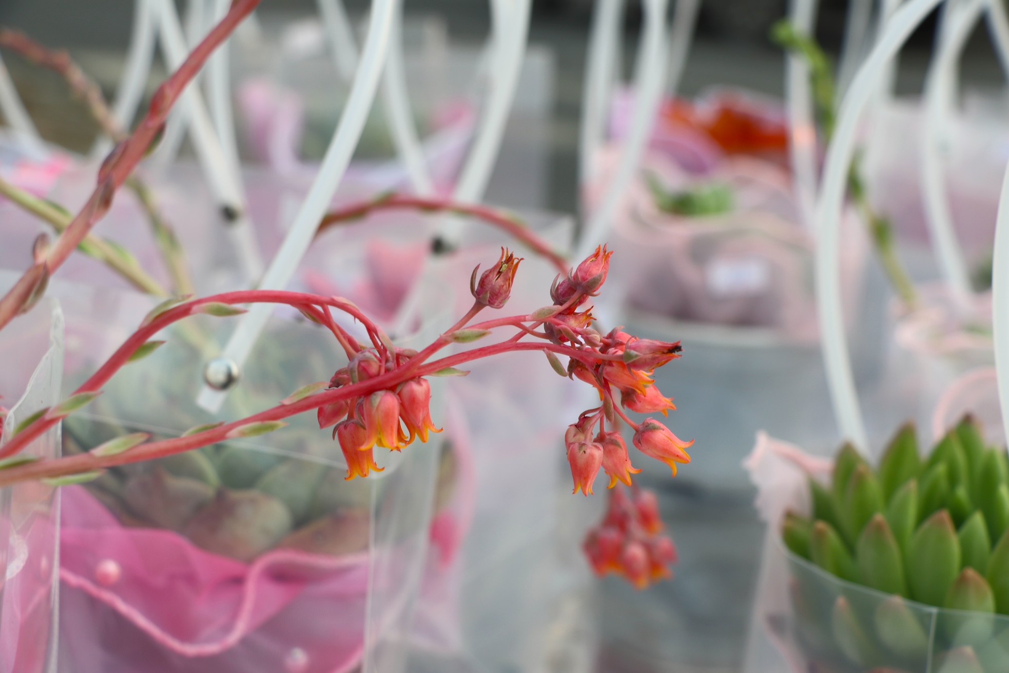 Sen đá lạ mắt hút khách dịp Quốc tế Phụ nữ 8/3 - Ảnh 11