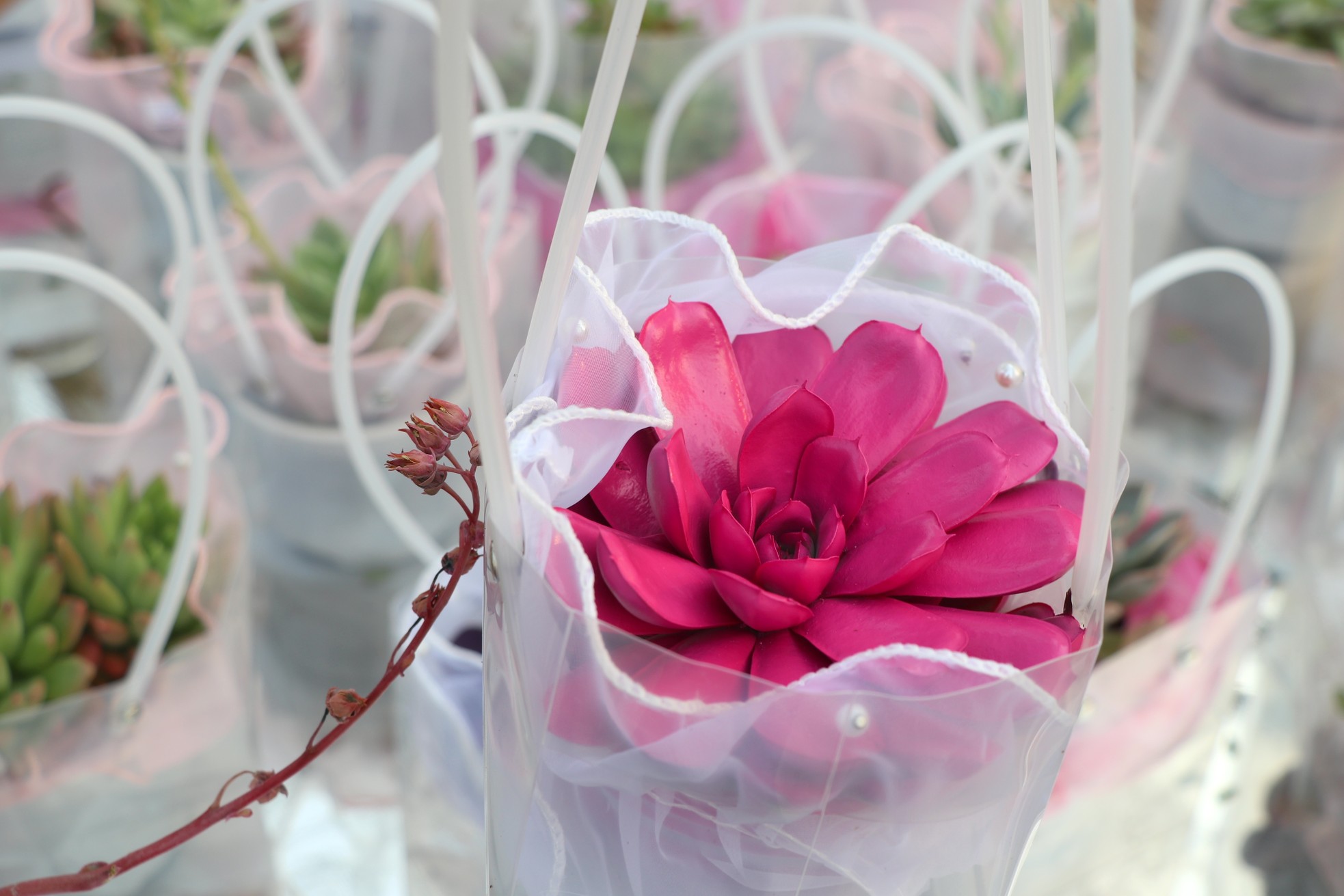 Sen đá lạ mắt hút khách dịp Quốc tế Phụ nữ 8/3 - Ảnh 9