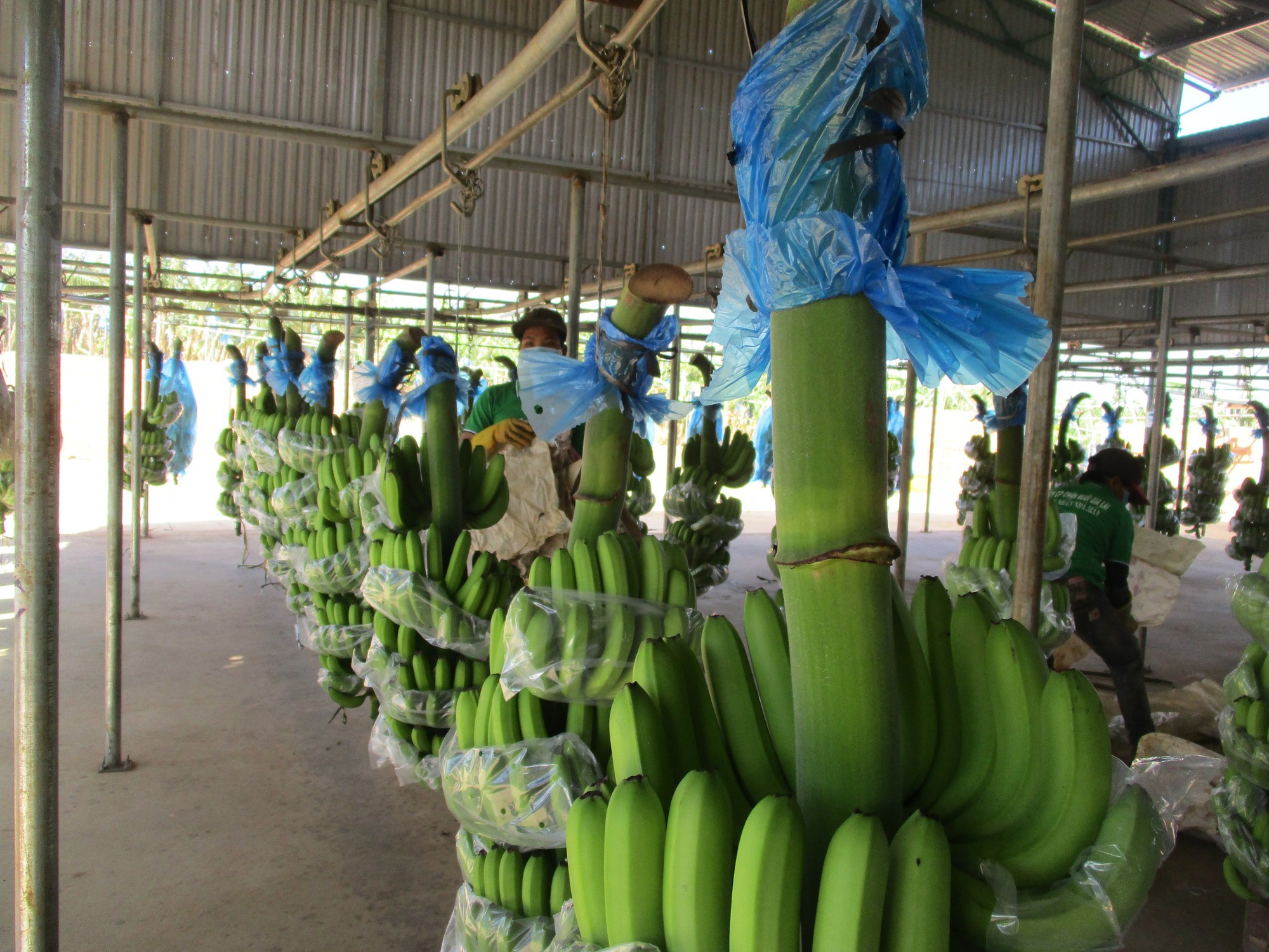 Bầu Đức tăng diện tích trồng chuối và sầu riêng lên 11.000 ha - Ảnh 1