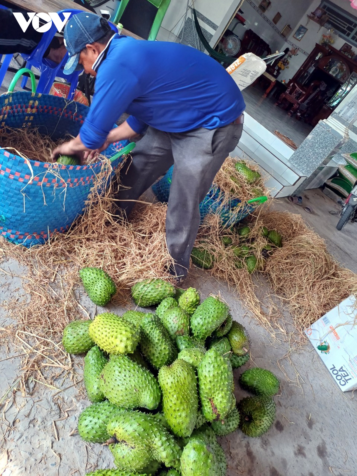 Giá tăng hơn gấp đôi, nhà vườn trồng mãng cầu xiêm phấn khởi - Ảnh 1
